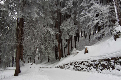 Lucerne: Private Snowshoe Tour