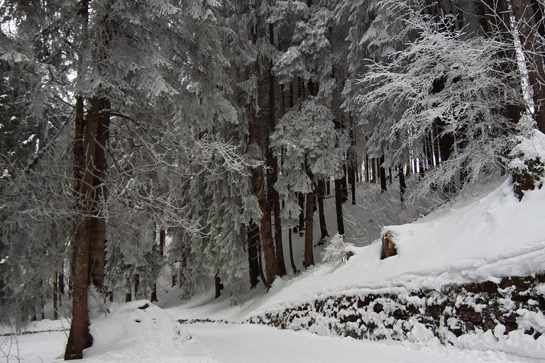 Lucerne: Private Snowshoe Tour