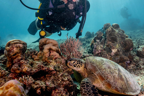 Gili Trawangan: Entdeckungs-Tauchen