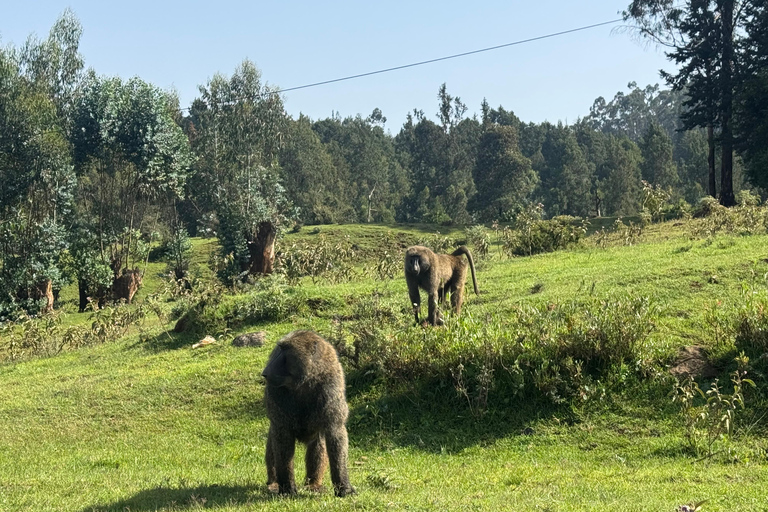 Addis Abeba: Tagestour in den Menagesha Suba Forest mit Guide