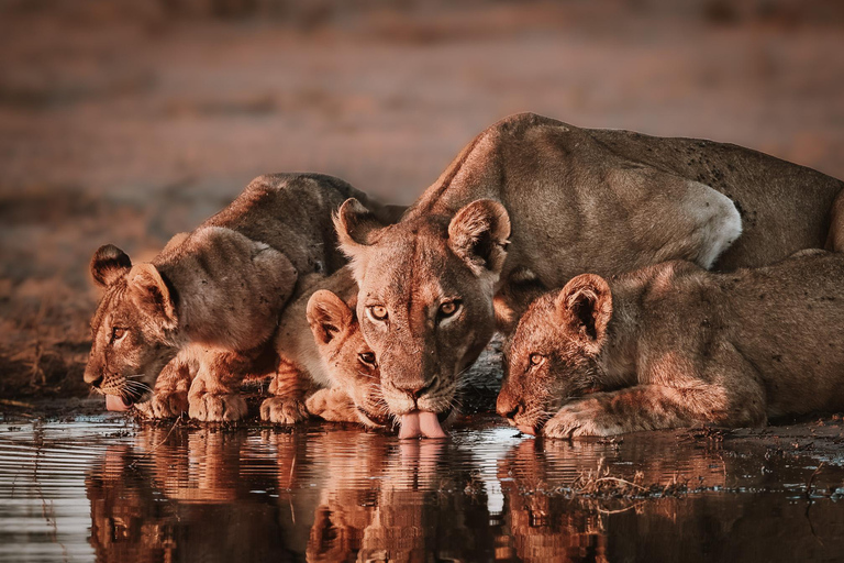 Chobe River Private 3 Hour Boat Safari