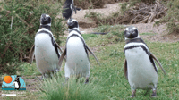 Punta Tombo, Shore Excursion for cruise passengers - Housity