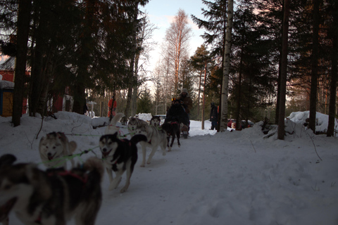 Luleå: Guided Dog Sledding Tour