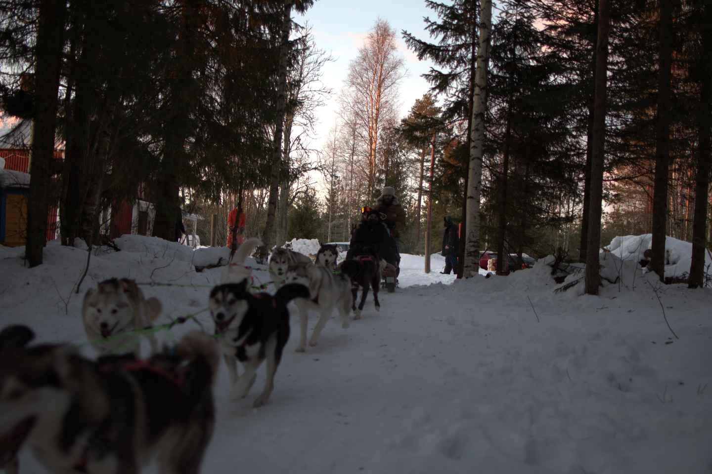 Luleå: Guided Dog Sledding Tour