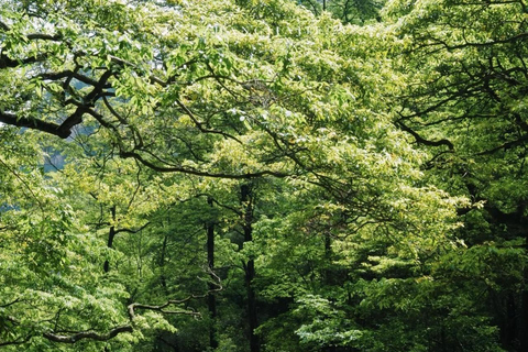 Zhangjiajie Avatar & Tianmen Day Trip Beat Heat & Crowds