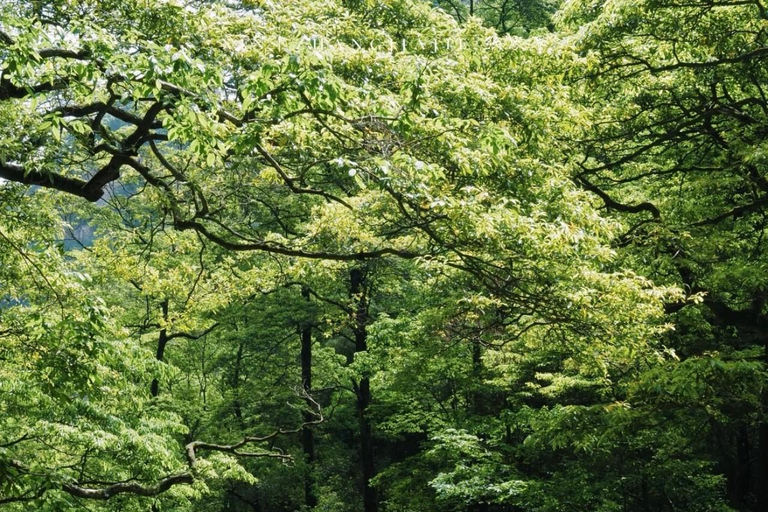 Zhangjiajie Avatar & Tianmen Day Trip Beat Heat & Crowds