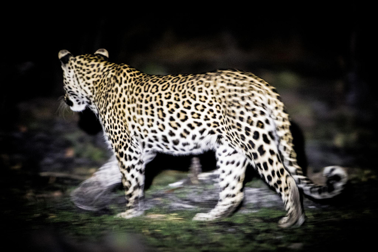 Botswana: Savuti, Khwai, & Moremi 7-Day Mobile Safari