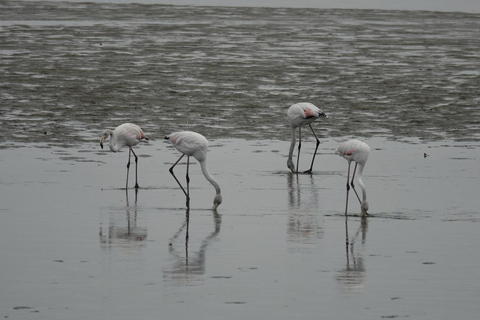 Swakopmund: Namib Desert Sunrise, Seals & Sandwich Harbour