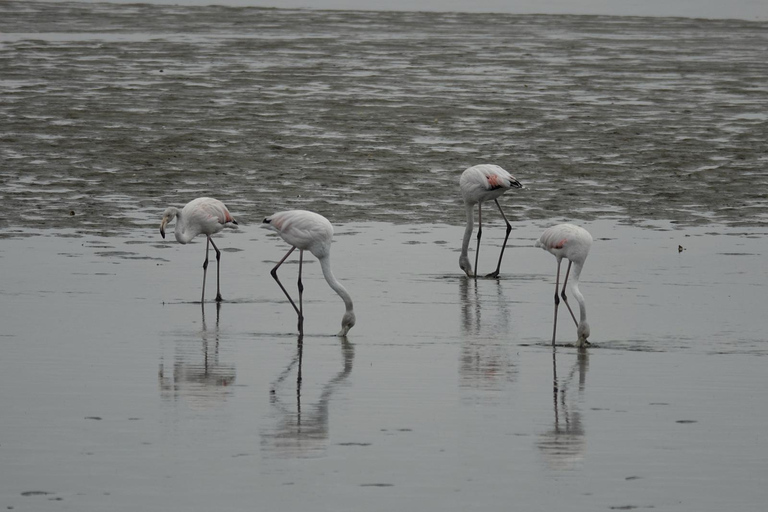 Swakopmund: Namib Desert Sunrise, Seals & Sandwich Harbour