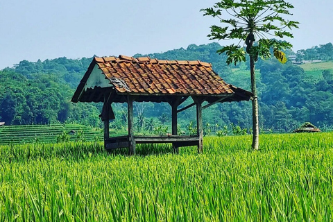 Jakarta: Vulcano, campi di tè/riso, sorgenti termali, cibo localeTour per piccoli gruppi (massimo 7 viaggiatori)