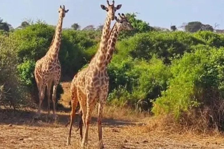Airport: Nairobi National Park layover tour- pickup/drop-off