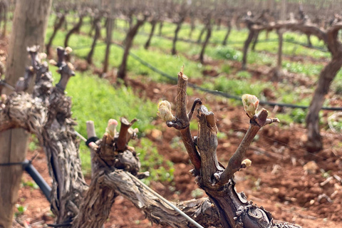 Ronda, Málaga: Winery Tour with Wine Tasting and Tapas