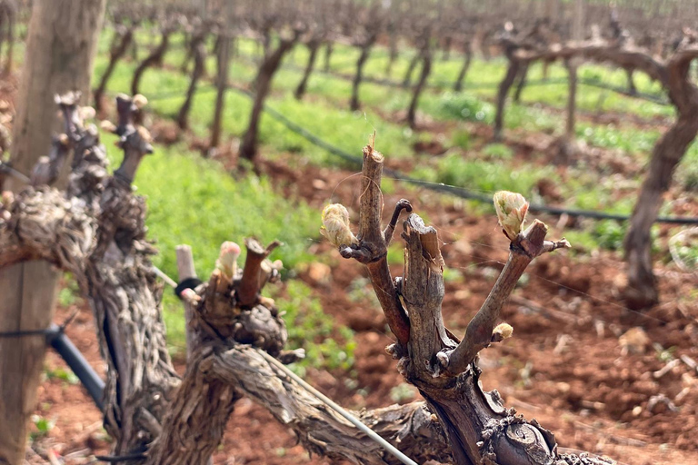 Ronda, Málaga: Winery Tour with Wine Tasting and Tapas