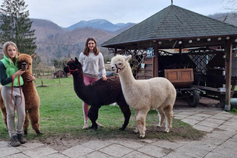 Bohinjska Bistrica: Paseando con alpacas - Domačija Loncnar