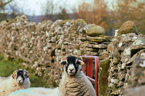 Private: All Creatures Great & Small Tour From York