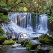 Hobart: Mt Field and Bonorong Wildlife Sanctuary Day Tour
