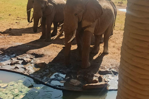 2-Day Tsavo East & Salt Lick Safari–Red Elephants & Treetop