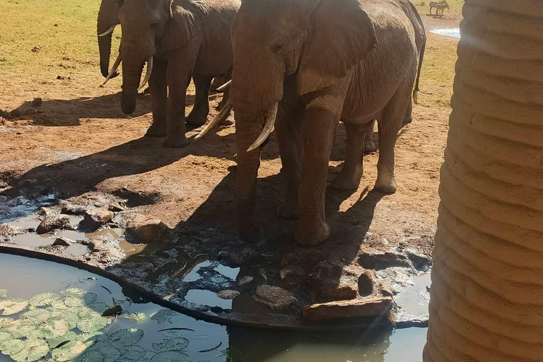 2-Day Tsavo East & Salt Lick Safari–Red Elephants & Treetop