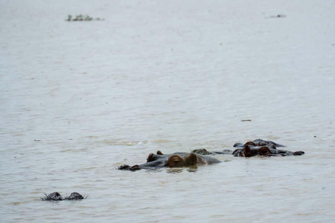 From Zanzibar: Mikumi Safari Day Trip with Flights and Lunch Mikumi Shared Safari without hotel transfer