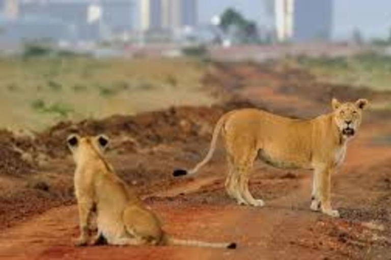 3-Days: Nairobi Safari and Maji Moto Cultural Experience