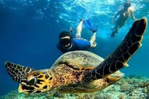 Gili Trawangan: Memories Gili Islands Snorkeling Tour Public