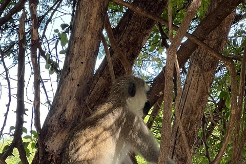From Nairobi: Mzima Springs Wildlife Tour
