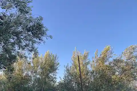 Grenade à l'huile d'olive : devenez un vrai cueilleur d'olives pendant une journée