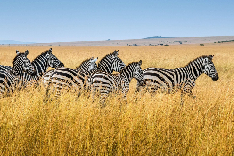 Ngorongoro krater; Safari vanuit Zanzibar inclusief vluchtenNgorongoro Krater; 2 Dagen Lodge Safari met vluchten