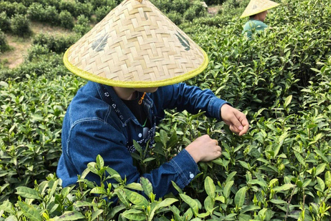Meijiawu Authentic Longjing Tea Cultural Half-Day Experience Longjing Green Tea Picking & Roasting & Tasting 2-3hours
