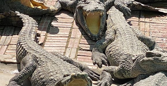 Siem Reap: Crocodile Farm Tour with Tuk-Tuk Ride