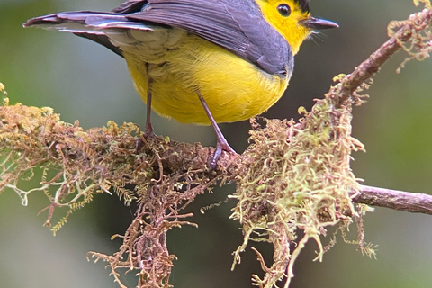 Monteverde: Vogelbeobachtungstour