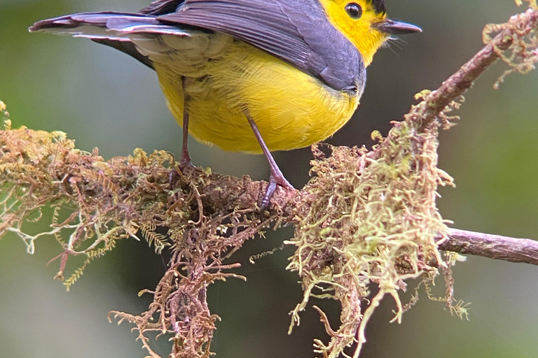 Monteverde: Vogelbeobachtungstour