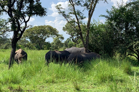 恩德培/坎帕拉：默奇森瀑布和齐瓦犀牛两日游