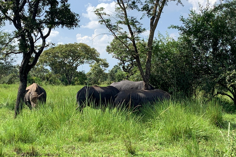 恩德培/坎帕拉：默奇森瀑布和齐瓦犀牛两日游