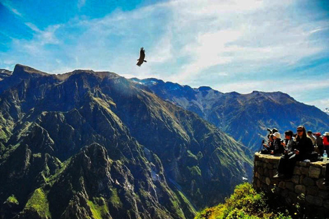 Von Arequipa: Ausflug zum Colca Canyon mit Endstation in Puno