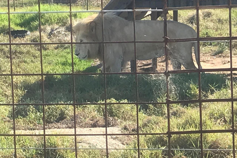 Kaapstad: Tafelberg en stellenbosch Big Cats Park