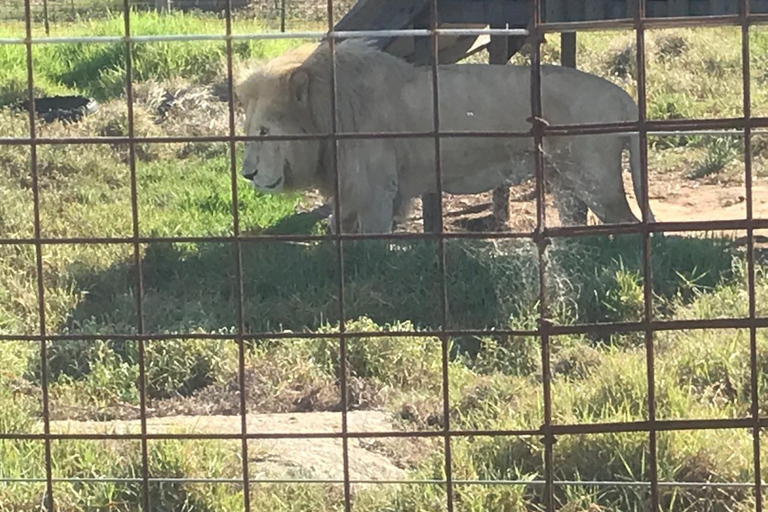 Kapstaden: Taffelberget och stellenbosch Big Cats Park