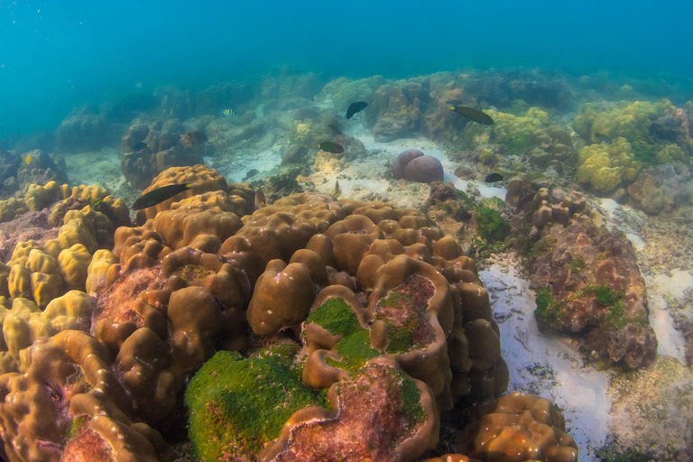 Phuket: Phi Phi, Maya Bay & Bamboo Island by Speed Catamaran