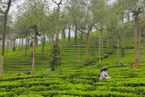 COLLINE E BACKWATERS DEL KERALA - 5 NOTTI / 6 GIORNI