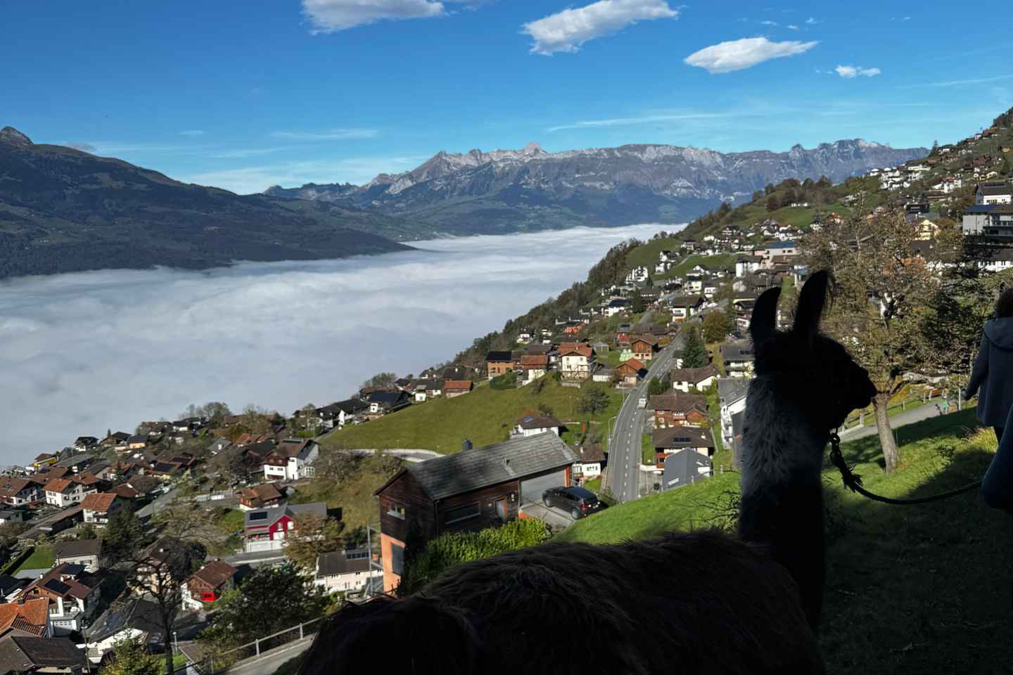 Тризенберг: Поход с ламами и вкусный шашлык в лесу