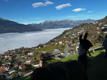 Triesenberg : randonnée avec des lamas et délicieux BBQ en pleine forêt