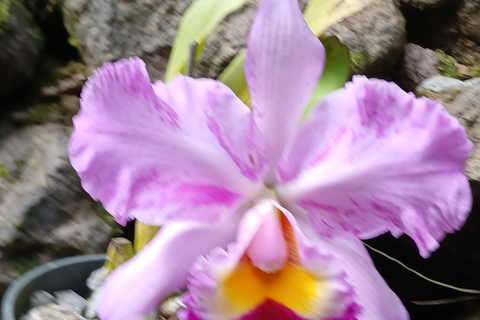 NADI: Garden Of Sleeping Giant & Tifajek Mudpool & Hotspring InterContinental / Yatule Resort Pickup