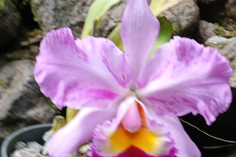 NADI: Garden Of Sleeping Giant & Tifajek Mudpool & Hotspring Shangri-La's Fijian Resort and Spa / Gecko Resort Pickup