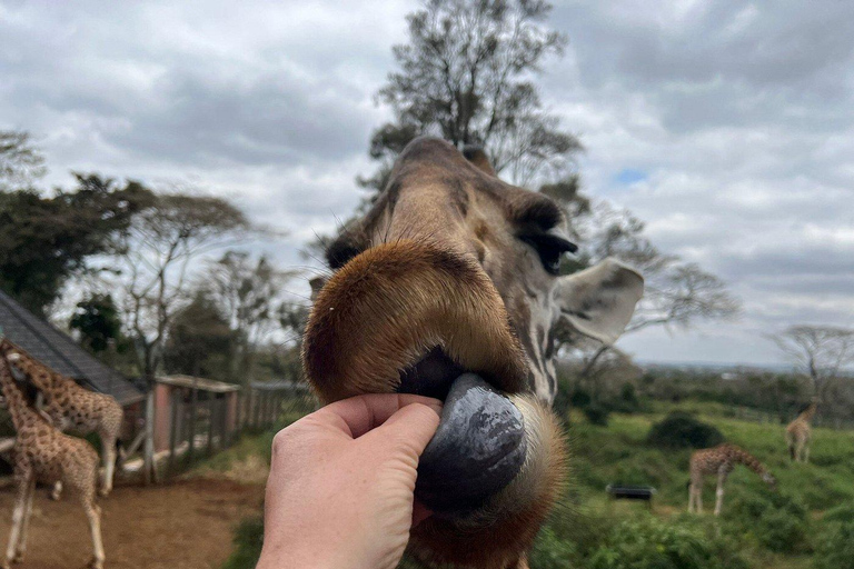 Elephant Orphanage and Giraffe Center Tour with OptionsElephant Orphanage and Giraffe Center Tour without Entry Fee