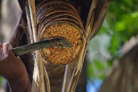 Uit Ella : Toddy (Kithul Raa) ervaring in Ella&#039;s Village