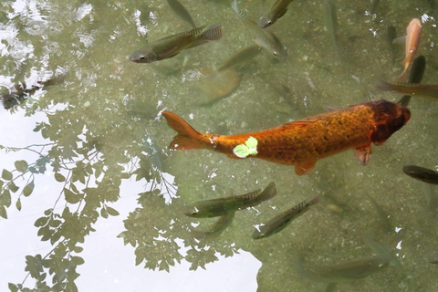 Port Vila: Mele Cascades, Snorkeling, and Fish Feeding Tour