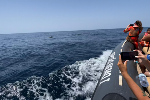 Portimão: Tour en barco con Delfines y Vida Marina con BiólogoTour privado