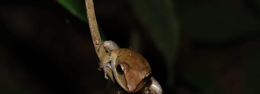 Randonnée au clair de lune dans les Caraïbes