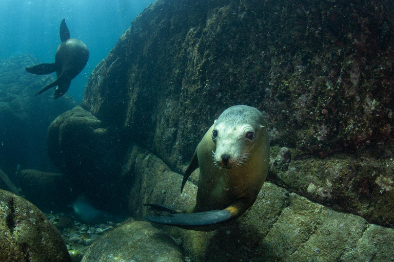 La Paz: Sea Lions & Mega-Paddleboard Tour in Espiritu Santo