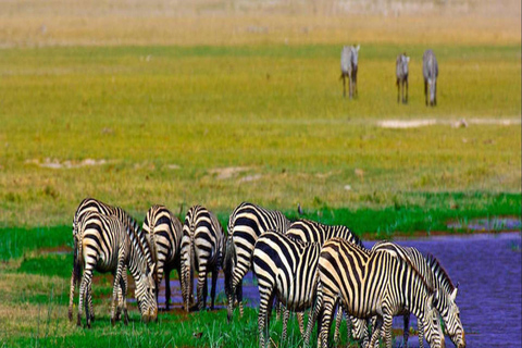 Safari di lusso di 4 giorni nel Parco Nazionale di Amboseli